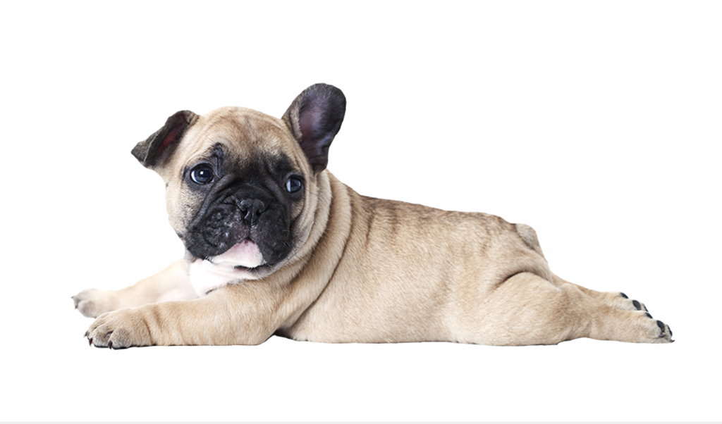 4 Tips Cara Memeriksa Kesehatan Anak Anjing