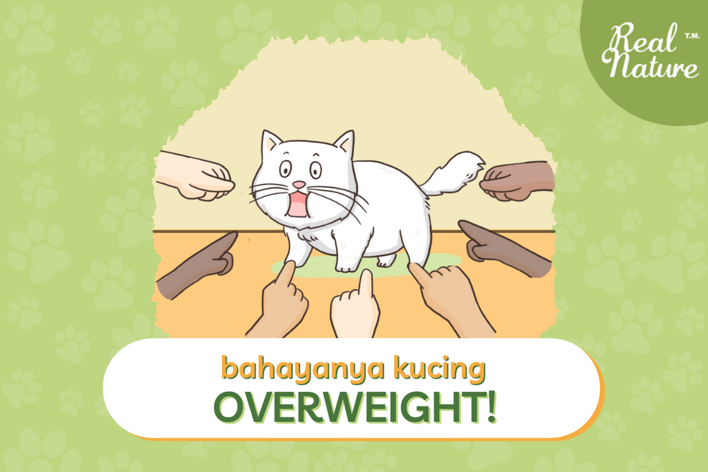 Bahayanya OVERWEIGHT Pada Kucing!