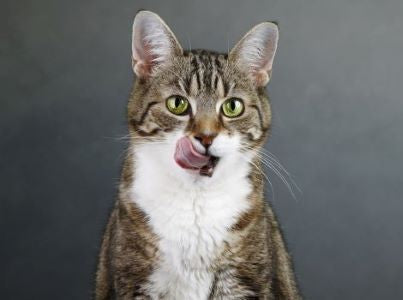 Cats : Past and Present