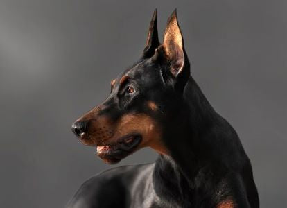 Dogs : Past and Present