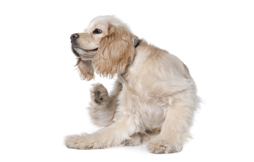 Penyebab Alergi dan Cara Mengatasi Dengan Alami