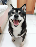Dog food No.3 OCEAN Salmon